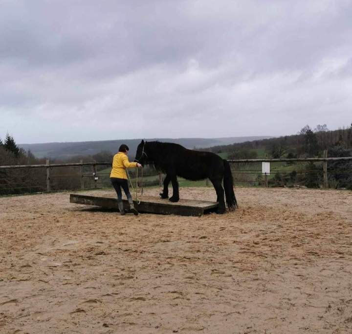 thérapie équine Eure