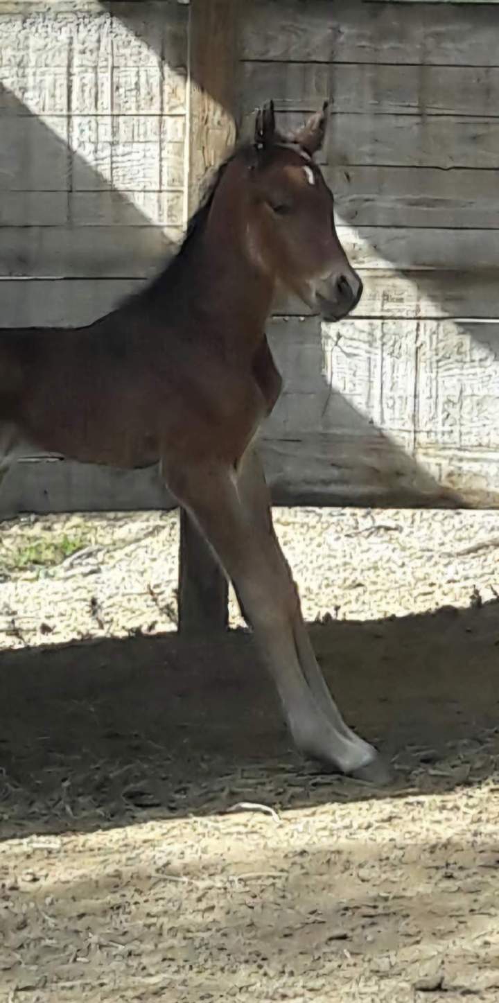 thérapie équine Eure